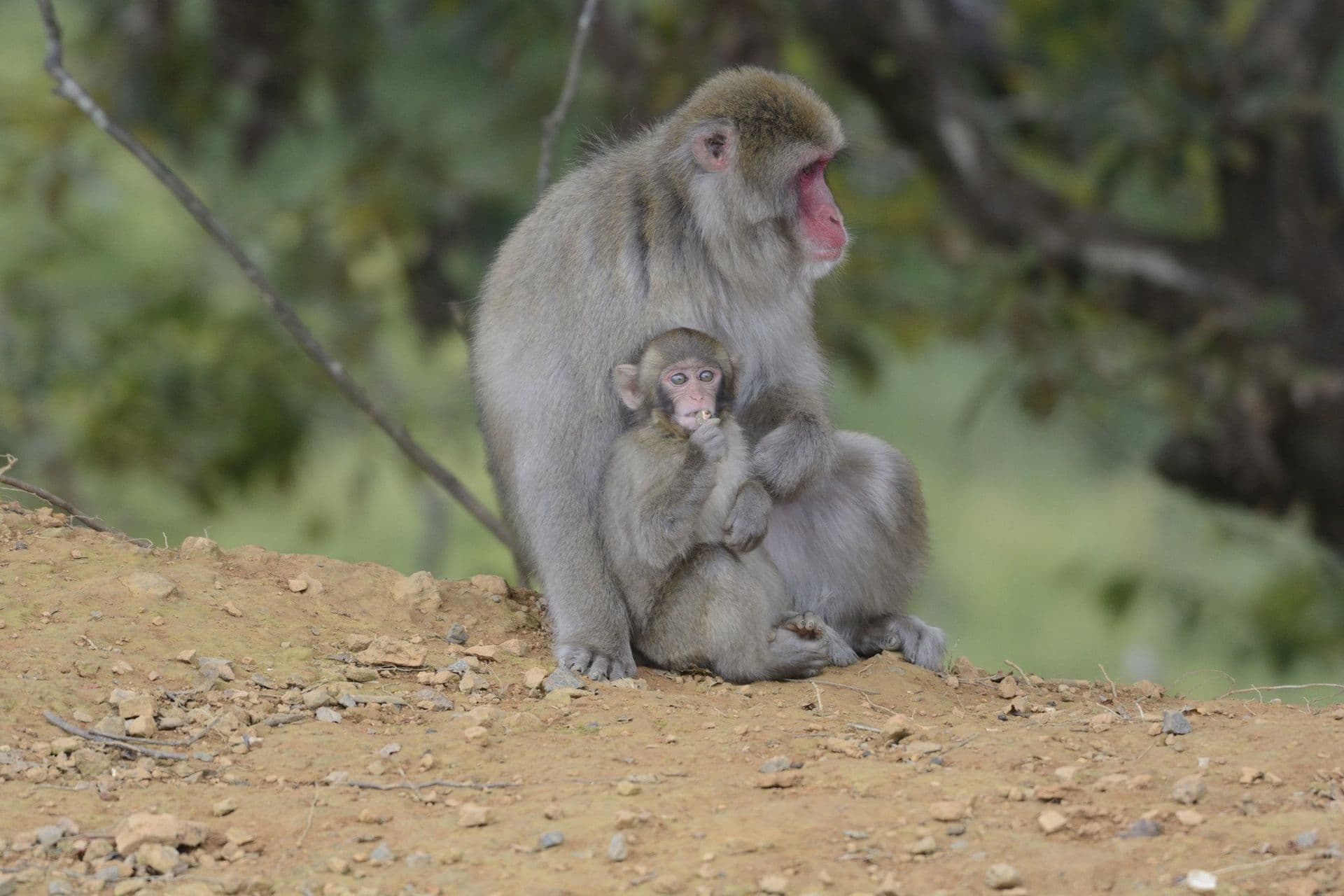 Japanese macaque 