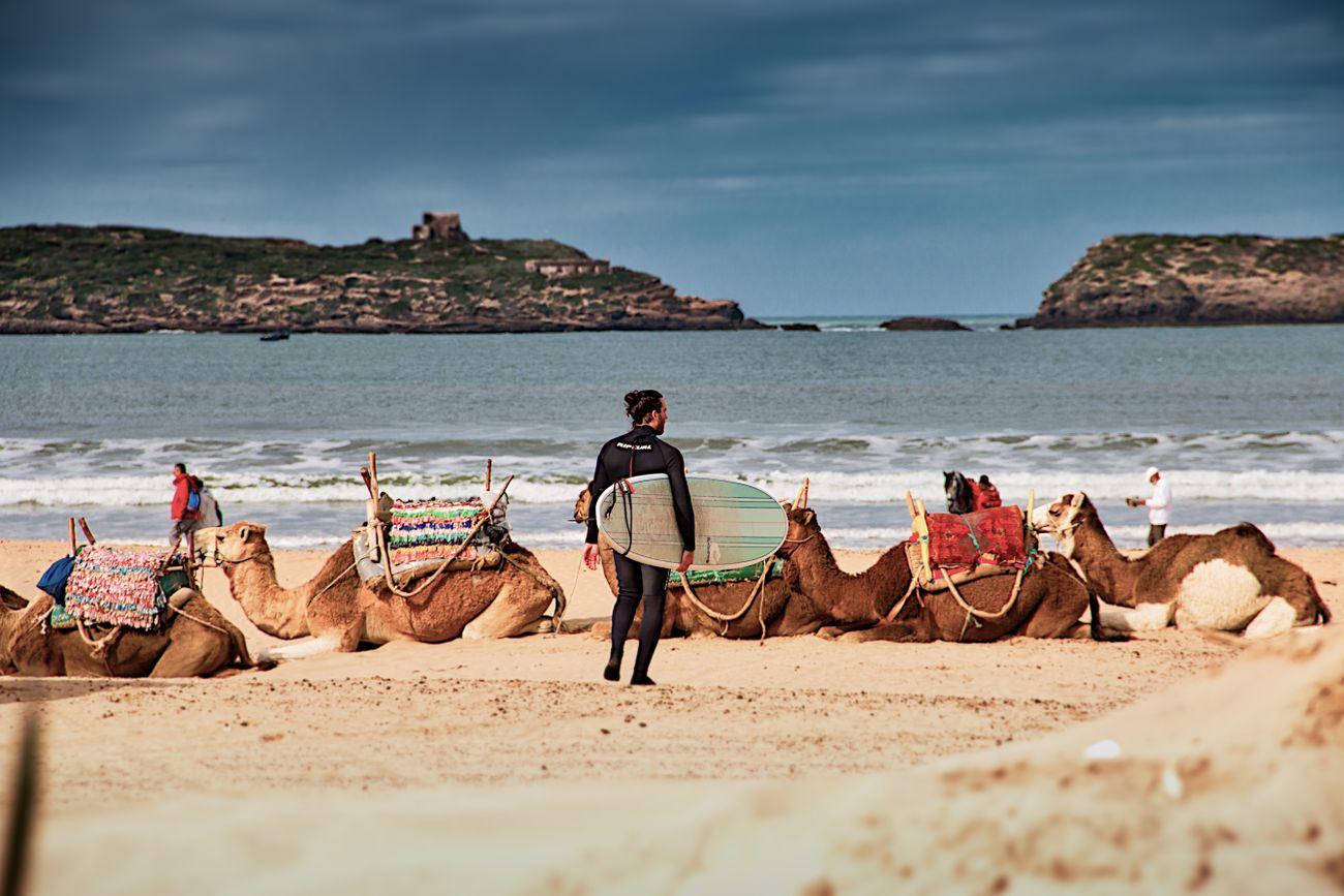 Essaouira surfer camels