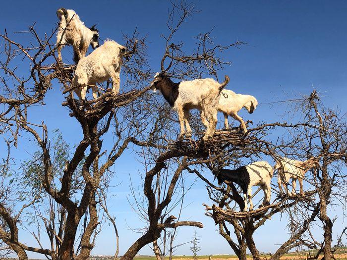 Essaouira goats