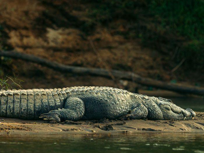 Chitwan crocodile