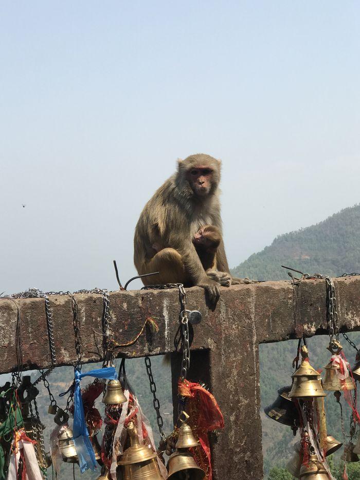 Monkey Nepal
