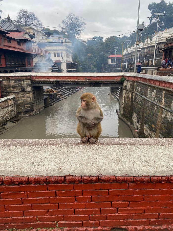 Monkey Kathmandu