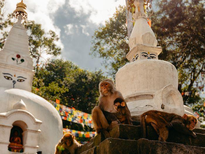 Nepal Kathmandu monkey temple