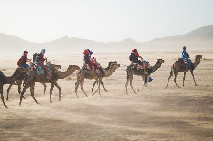 Camel Ride Desert